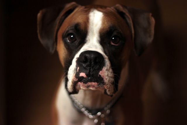 Dog Boxer Canine - Download Free Stock Photos Pikwizard.com