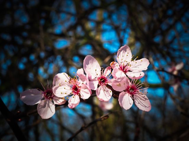 Close up of pink flowers on a  tree branch against blue sky. Spring season concept