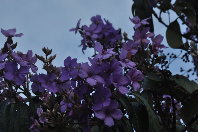Lilac Purple Flower - Download Free Stock Photos Pikwizard.com