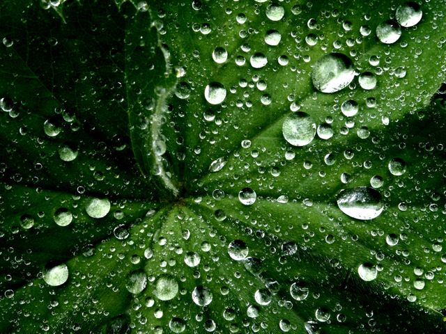 a green leaf with water droplets - Download Free Stock Photos Pikwizard.com