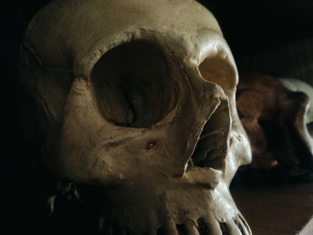 a skull - Download Free Stock Photos Pikwizard.com