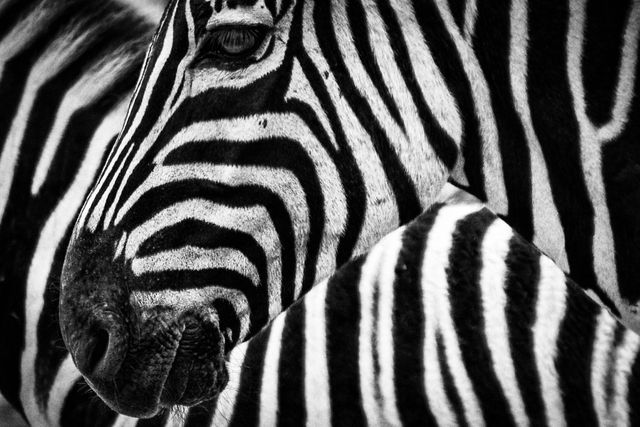 Black White Zebra Free Photo - Download Free Stock Photos Pikwizard.com