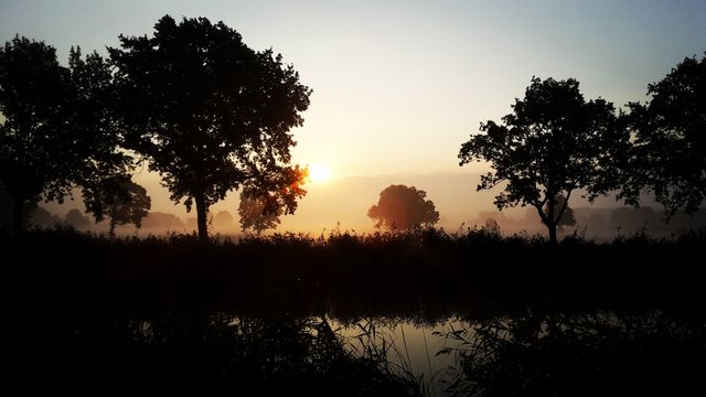 the sun rising over trees - Download Free Stock Photos Pikwizard.com