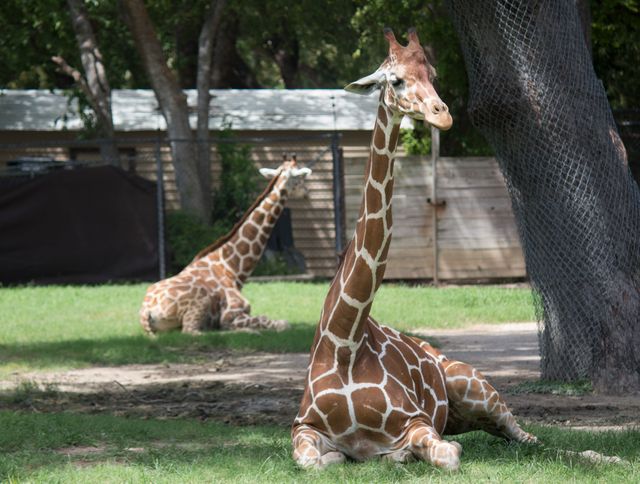 Giraffe Animal Mammal - Download Free Stock Photos Pikwizard.com