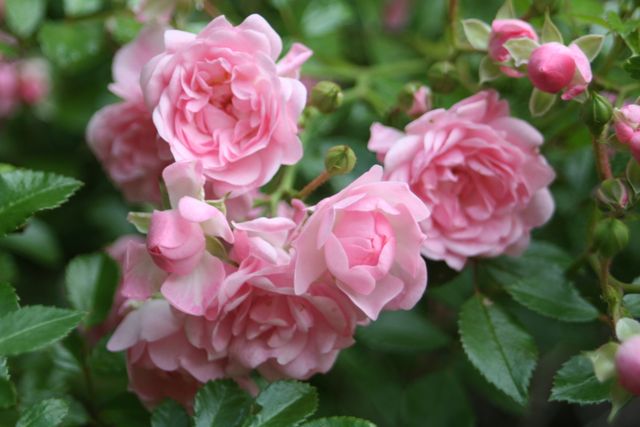 Close-up of Pink Flowers - Download Free Stock Photos Pikwizard.com