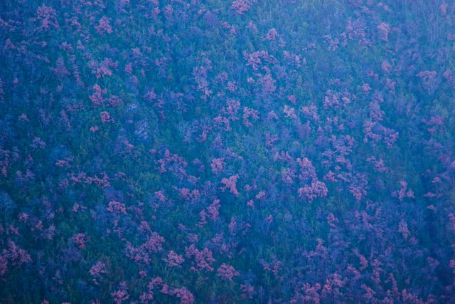a forest with purple trees - Download Free Stock Photos Pikwizard.com