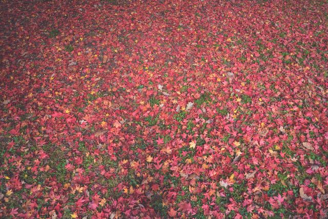 a field of red leaves - Download Free Stock Photos Pikwizard.com