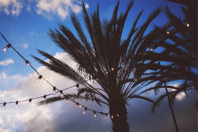 a palm tree with string lights - Download Free Stock Photos Pikwizard.com