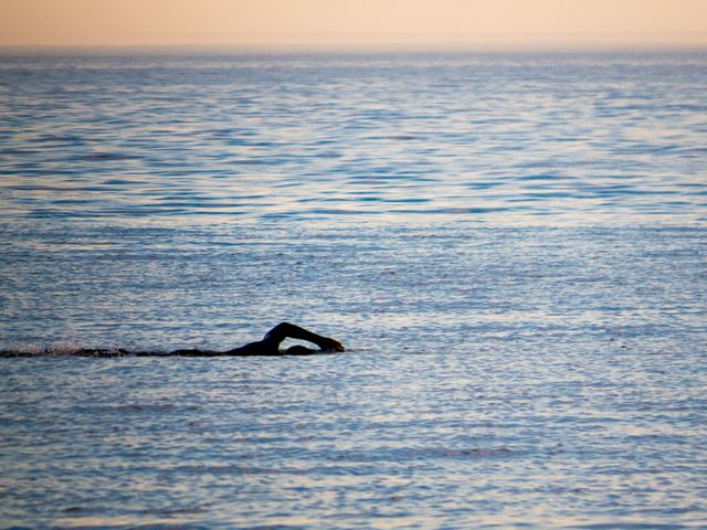 Killer whale Ocean Dolphin - Download Free Stock Photos Pikwizard.com