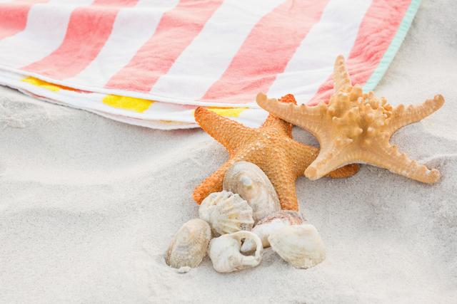 Starfish, sea shells and beach blanket on sand - Download Free Stock Photos Pikwizard.com