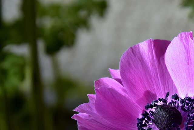 a purple flower - Download Free Stock Photos Pikwizard.com