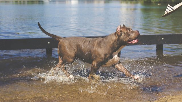 Tan American Pitbull Running on Water - Download Free Stock Photos Pikwizard.com
