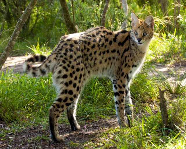 Cheetah Big cat Feline - Download Free Stock Photos Pikwizard.com
