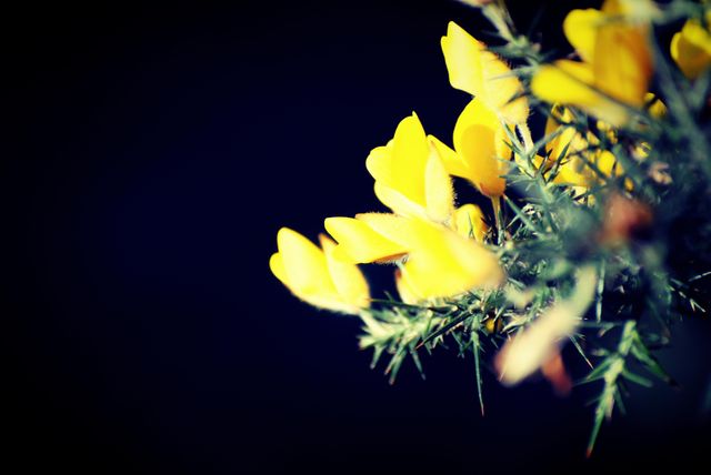 Flower Yellow Sunflower - Download Free Stock Photos Pikwizard.com