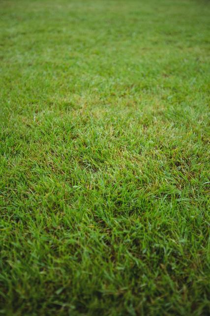 Green grass field background - Download Free Stock Photos Pikwizard.com