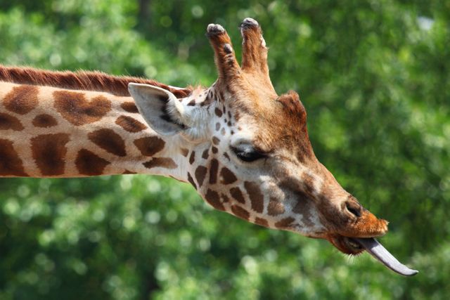 Giraffes Tongue - Download Free Stock Photos Pikwizard.com