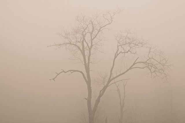 Trees fog haze  - Download Free Stock Photos Pikwizard.com