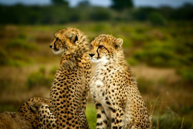 Africa animals beautiful cheetahs - Download Free Stock Photos Pikwizard.com