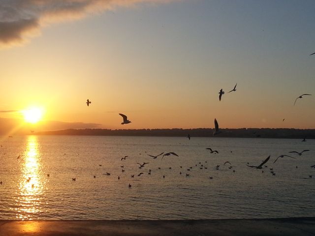Seagulls sunset - Download Free Stock Photos Pikwizard.com