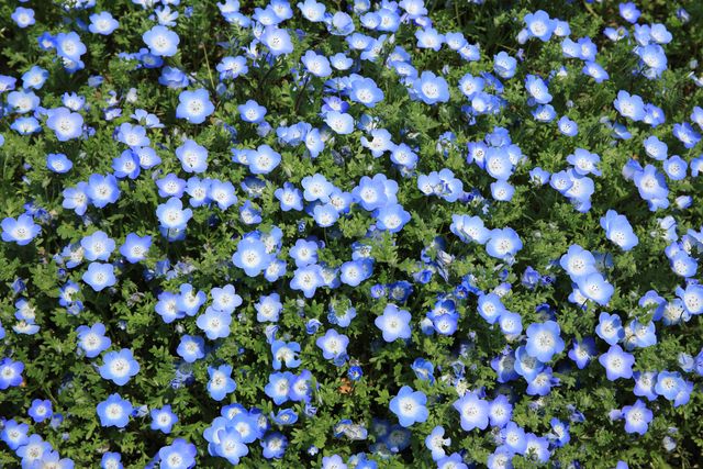 Flowers flowerbed plants blooming - Download Free Stock Photos Pikwizard.com