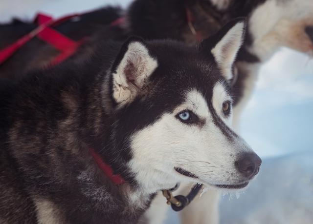 Siberian dog with harness on neck - Download Free Stock Photos Pikwizard.com
