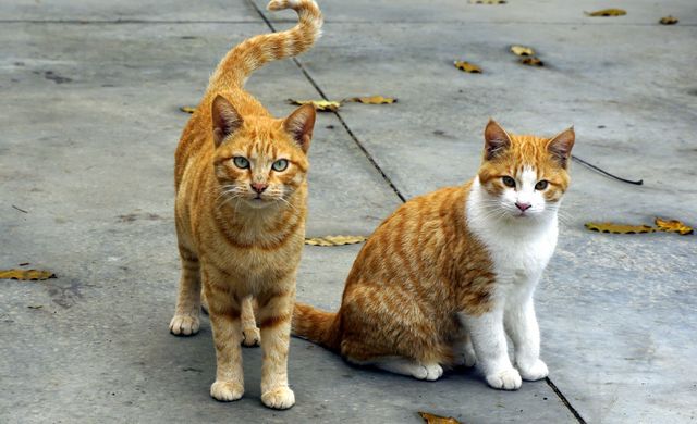 two cats - Download Free Stock Photos Pikwizard.com