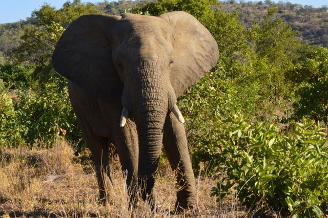 Mammal Elephant African elephant - Download Free Stock Photos Pikwizard.com