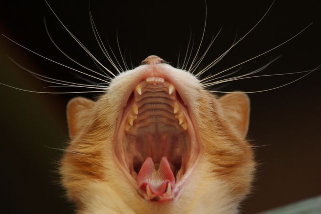 a cat yawning - Download Free Stock Photos Pikwizard.com