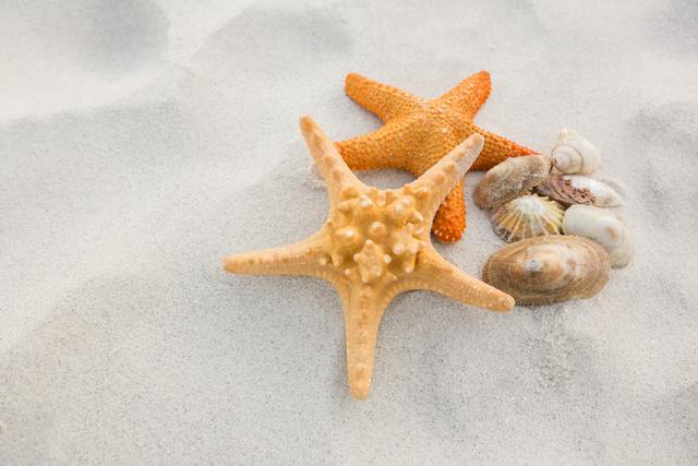 Starfishes and shells on sand - Download Free Stock Photos Pikwizard.com