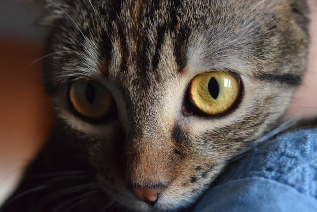 Yellow and Black Eyes Cat - Download Free Stock Photos Pikwizard.com