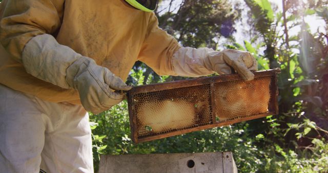 Caucasian male beekeeper in protective clothing inspecting honeycomb frame from a beehive. apiary and honey making, small agricultural business and hobby.