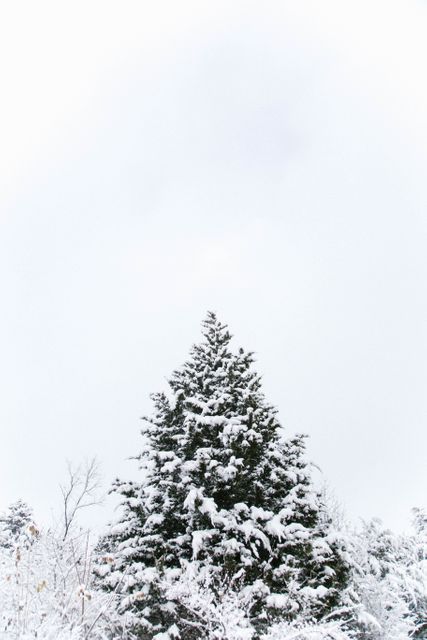 Fir Tree Winter - Download Free Stock Photos Pikwizard.com