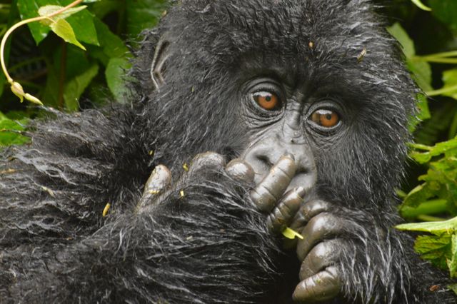 Chimpanzee Siamang Ape - Download Free Stock Photos Pikwizard.com
