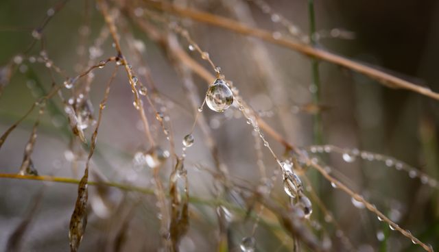 Macro Photography of Water Droplets on Brown Twigs during Daytime - Download Free Stock Photos Pikwizard.com