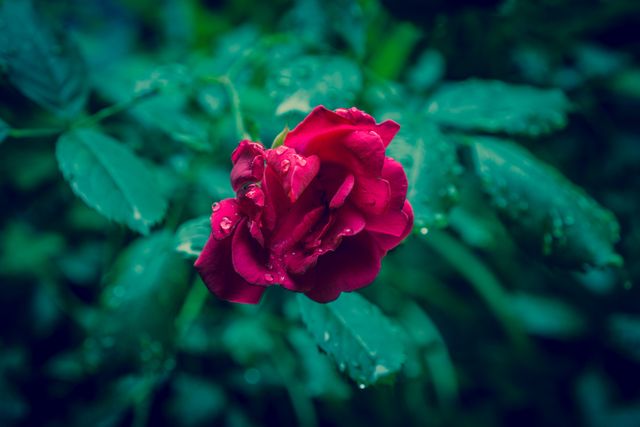 Raindrops rose flower rain - Download Free Stock Photos Pikwizard.com