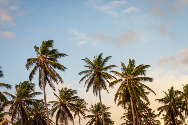 Palm trees blue sky- Download Free Stock Photos Pikwizard.com