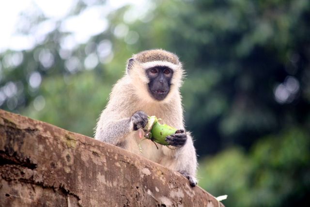 Monkey Patas Primate - Download Free Stock Photos Pikwizard.com