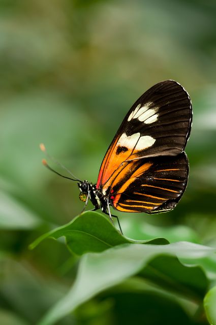 Orange White and Black Butterfly on Green Leaf - Download Free Stock Photos Pikwizard.com