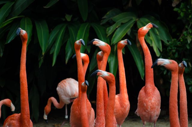 Wading bird Aquatic bird Flamingo - Download Free Stock Photos Pikwizard.com