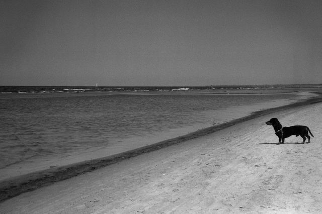 DACHSHUND LOOKING AT SEA - Download Free Stock Photos Pikwizard.com