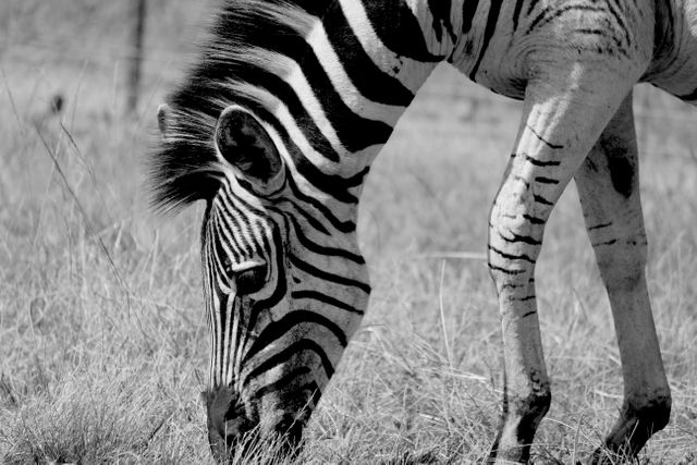Equine Zebra Ungulate - Download Free Stock Photos Pikwizard.com