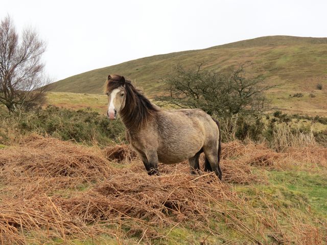 Grey Coated Horse - Download Free Stock Photos Pikwizard.com
