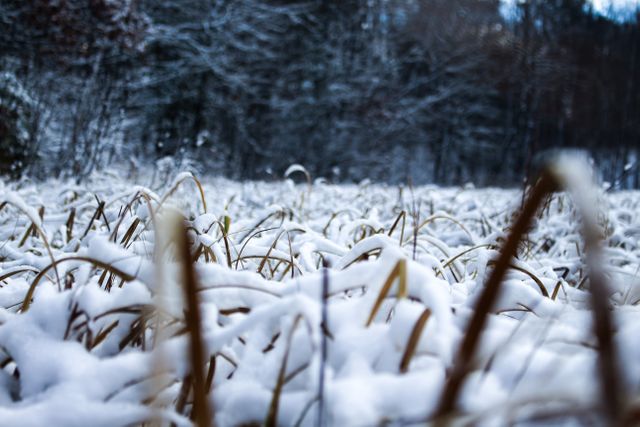 Close up view of snow covered grass in a forest. winter season concept
