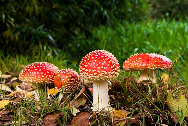 Nature grass mushrooms amanita - Download Free Stock Photos Pikwizard.com