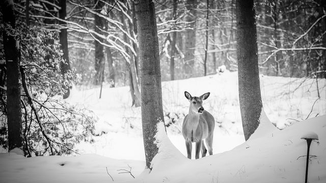Deer animal woods- Download Free Stock Photos Pikwizard.com