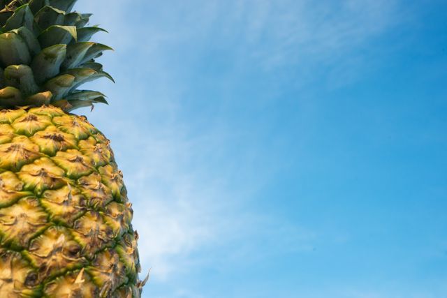 a pineapple - Download Free Stock Photos Pikwizard.com