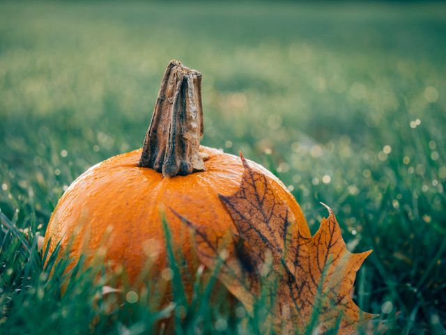 Close up view of a pumpkin and maple leaf on the grass. Fall season, Thanksgiving and Halloween concept
