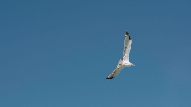 Kite Bird Hawk - Download Free Stock Photos Pikwizard.com