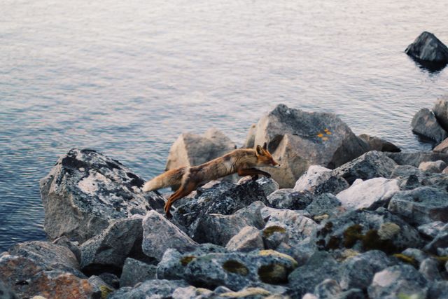 Brown Fox on Rocks Near Body of Water during Day Time - Download Free Stock Photos Pikwizard.com