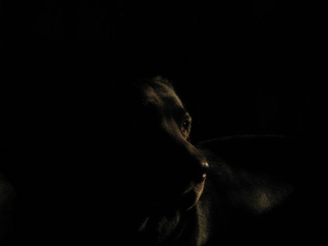 Black Dark Light - Download Free Stock Photos Pikwizard.com